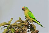 Peach-fronted Parakeetborder=